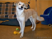 Эльфа – молоденькая собачка. В дар!  - Изображение #6, Объявление #836532