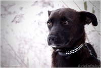 Тайра – молоденькая изящная собачка в дар!  - Изображение #6, Объявление #836534