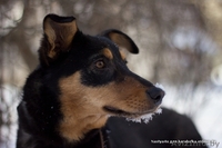  Очаровательная собачка Лана в дар!  - Изображение #3, Объявление #843105