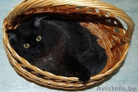 Шоколадное очарование - кошка по имени Виенн Роше! - Изображение #1, Объявление #846875