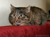 Плюшевая маленькая кошечка - только в добрые и ответственные руки!!! - Изображение #2, Объявление #833602