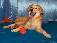 Эльфа – молоденькая собачка. В дар!  - Изображение #7, Объявление #836532