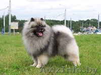 Кеесхонд вольфшпиц -щенки - Изображение #6, Объявление #834159