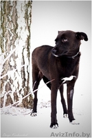 Тайра – молоденькая изящная собачка в дар!  - Изображение #8, Объявление #836534