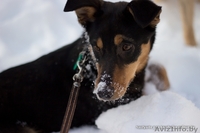  Очаровательная собачка Лана в дар!  - Изображение #5, Объявление #843105