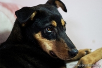  Очаровательная собачка Лана в дар!  - Изображение #1, Объявление #843105