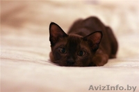 Кошечка в бархатной шубке а-ля Бурма в дар! - Изображение #4, Объявление #843550