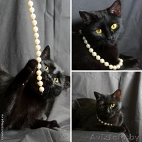 Чёрненькая кошечка  Вишенка – вкусная конфета в дар! - Изображение #1, Объявление #850521