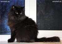 Шоколадное очарование - кошка по имени Виенн Роше! - Изображение #4, Объявление #846875