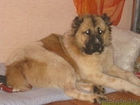 Лорд- замечательная среднеазиатская овчарка в дар!!! - Изображение #2, Объявление #835067