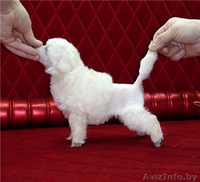 Изумительные белые той-пуделя - Изображение #2, Объявление #850028
