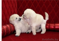 Изумительные белые той-пуделя - Изображение #8, Объявление #850028