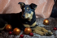  Очаровательная собачка Лана в дар!  - Изображение #2, Объявление #843105