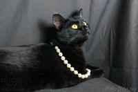 Чёрненькая кошечка  Вишенка – вкусная конфета в дар! - Изображение #3, Объявление #850521