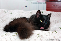 Пушистое жабо и шикарный хвост – метис перса в дар! - Изображение #3, Объявление #839469