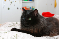 Пушистое жабо и шикарный хвост – метис перса в дар! - Изображение #2, Объявление #839469