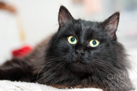 Пушистое жабо и шикарный хвост – метис перса в дар! - Изображение #1, Объявление #839469