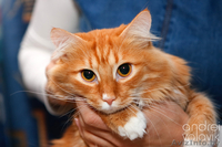 Пушистый рыжий добрый кот ищет уютный тёплый дом! - Изображение #1, Объявление #834801