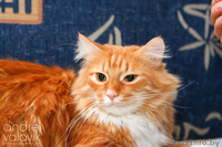 Пушистый рыжий добрый кот ищет уютный тёплый дом! - Изображение #3, Объявление #834801