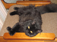 Шоколадное очарование - кошка по имени Виенн Роше! - Изображение #2, Объявление #846875