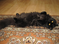 Шоколадное очарование - кошка по имени Виенн Роше! - Изображение #3, Объявление #846875