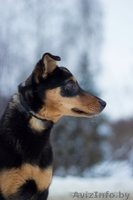  Очаровательная собачка Лана в дар!  - Изображение #8, Объявление #843105