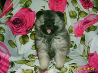 Кеесхонд вольфшпиц -щенки - Изображение #2, Объявление #834159