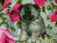 Кеесхонд вольфшпиц -щенки - Изображение #3, Объявление #834159