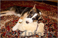 щенок в дар в надежные руки - Изображение #2, Объявление #837570