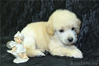 Изумительные белые той-пуделя - Изображение #5, Объявление #850028