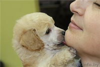 Изумительные белые той-пуделя - Изображение #6, Объявление #850028