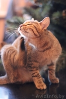 Милана и Василиса - два полосато-нежных ласковых чуда - Изображение #10, Объявление #829783