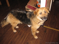 Замечательная Соня ищет дом! - Изображение #3, Объявление #845879