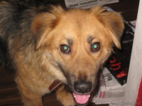 Замечательная Соня ищет дом! - Изображение #4, Объявление #845879