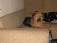 Замечательная Соня ищет дом! - Изображение #5, Объявление #845879