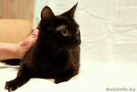 Кошечка в бархатной шубке а-ля Бурма в дар! - Изображение #2, Объявление #843550