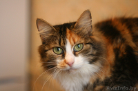 Черепахового яркого окраса пушистая кошка в дар! - Изображение #1, Объявление #844663