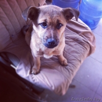 Щенок в дар, бесплатно! Малышке срочно нужен дом! - Изображение #1, Объявление #847828