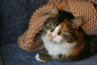 Пушистая кошка яркого черепахового окраса в дар! - Изображение #3, Объявление #834800