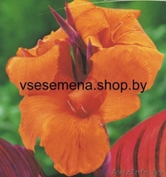 Интернет-магазин Все семена в минске - Изображение #4, Объявление #837781