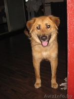 Замечательная Соня ищет дом - Изображение #1, Объявление #849774