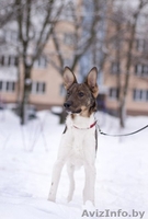 Грациозный и невероятно обаятельный щенок в дар! - Изображение #1, Объявление #843200