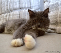 Пушистая  шубка, толстые лапки, круглая мордашка – котёнок в дар! - Изображение #2, Объявление #849750