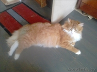 Красавец Рыжик в дар!! - Изображение #1, Объявление #844061