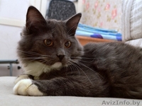 Пушистая  шубка, толстые лапки, круглая мордашка – котёнок в дар! - Изображение #3, Объявление #849750