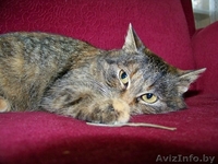 Плюшевая маленькая кошечка - только в добрые и ответственные руки!!! - Изображение #1, Объявление #833602