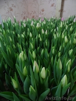 Тюльпаны к празднику - Изображение #1, Объявление #848744