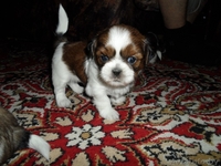 Продаются щенки породы Ши-тцу. Дата рождения: 12.01.2013 - Изображение #3, Объявление #839642