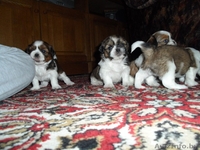 Продаются щенки породы Ши-тцу. Дата рождения: 12.01.2013 - Изображение #5, Объявление #839642