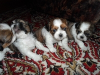 Продаются щенки породы Ши-тцу. Дата рождения: 12.01.2013 - Изображение #1, Объявление #839642